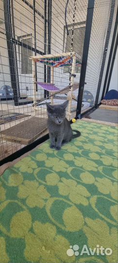 Котята в самые добрые руки