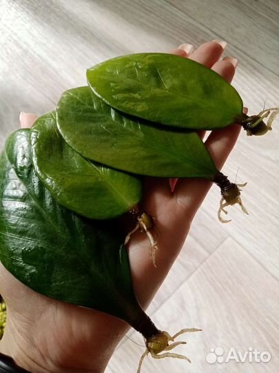 Замиакулькас