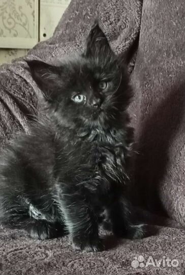 Котята мейн-кун