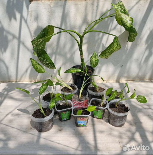 Диффенбахия