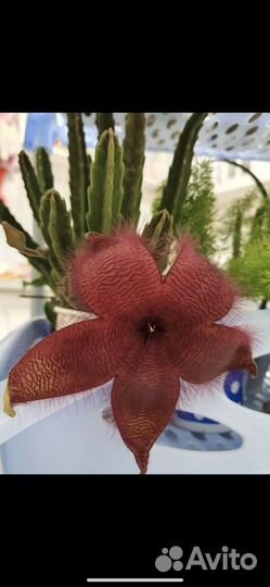 Комнатные растения