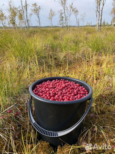 Продам клюкву