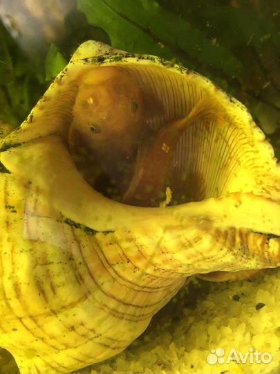 Сомики анциструсы super ред