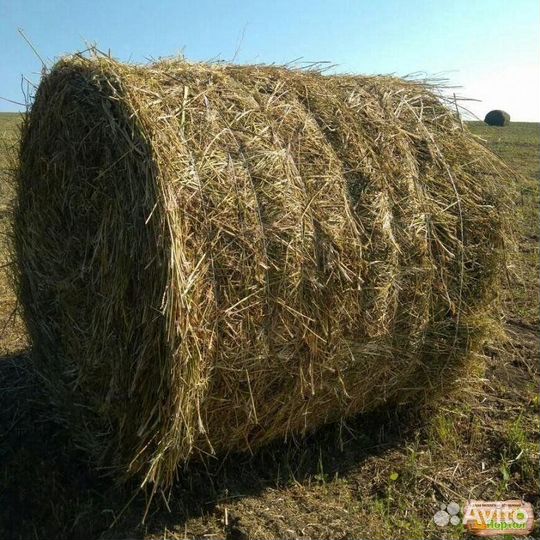 Сено люцерны в тюках