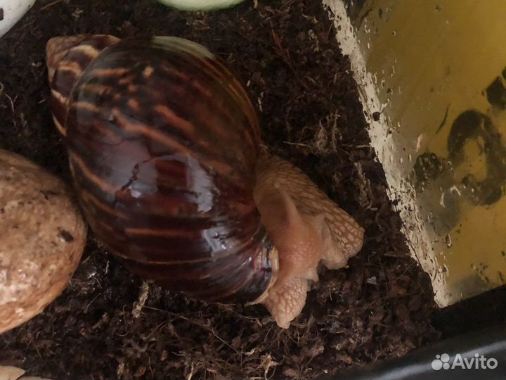 Улитки ахатины