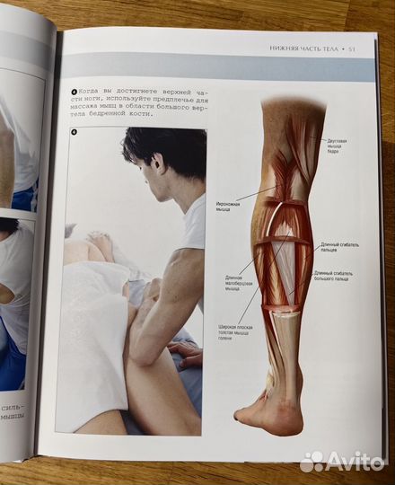 Книга Анатомия массажа