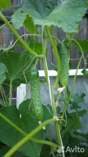 Козье молоко. Доставка.Овощи Фрукты