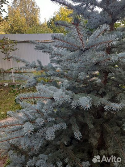 Ель голубая super блю 3м