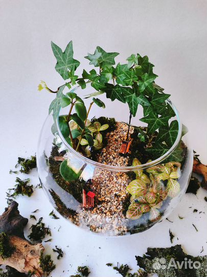 Подарок) Флорариум)