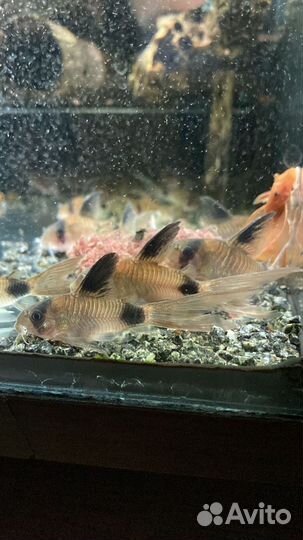 Коридорас Панда вуаль. Креветки. Улитки Хелена