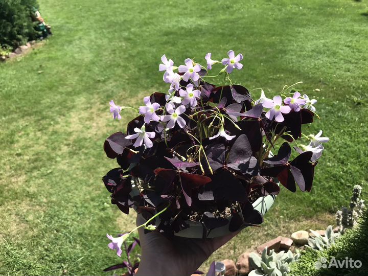 Кислица Оксалис куст