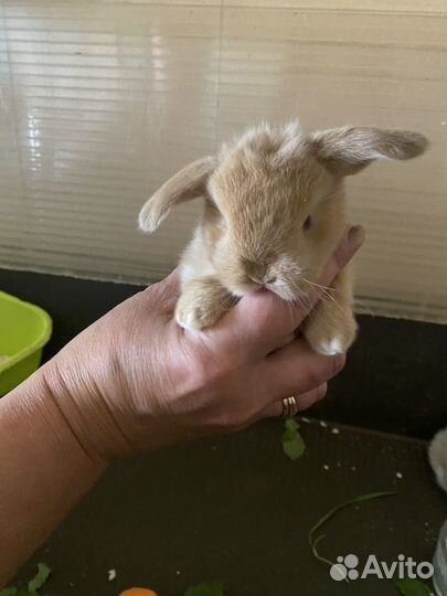 Декоративные кролики вислоухий баран