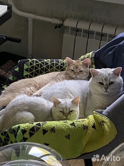 Котёнок шотландский с документами