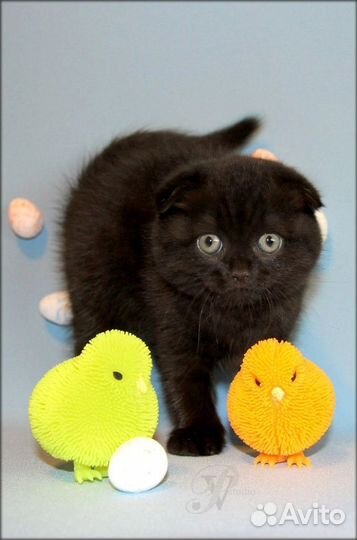 Черные и шоколадные шотландские котята