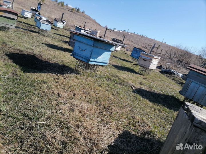 Ульи с пчелами башкирская породы. Возможно обмен