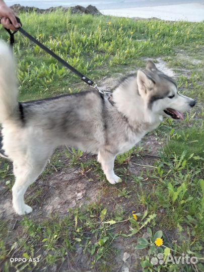 Собака хаски