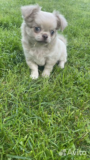 Щенки чихуахуа