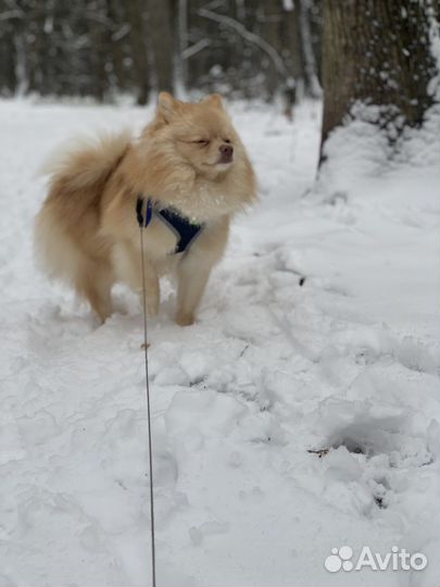 Шпиц для вязки