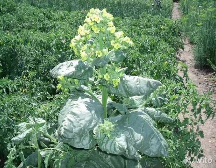 Семена махорки Мапачо (Mapacho) 150 сем