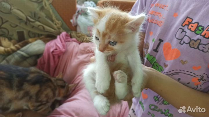 Голубоглазые котята в добрые руки