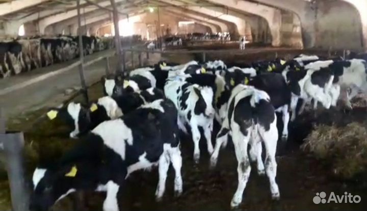 Бычки телята свежий завоз