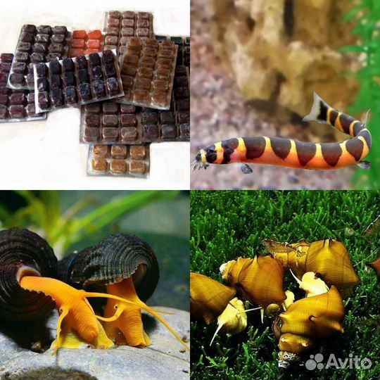 Рыбки-Раки-Улитки-Мотыль-Сомы-Артемия-Циклоп