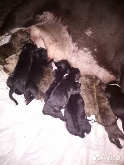 Щенки стаффорда