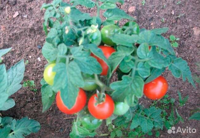 Помидоры, огурцы домашние