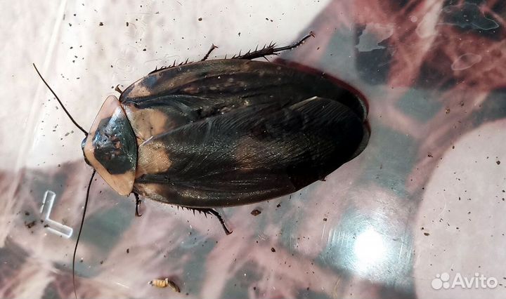 Тараканы чёрная мертвая голова (черный блаберус) купить в Рязани | Животные  и зоотовары | Авито