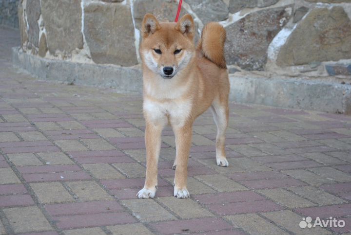 Сиба ину Девочка