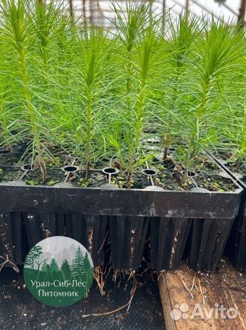 Зкс и окс Сосна Ель Лиственница сеянцы Голуб горн