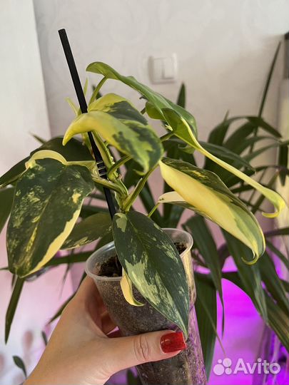 Филодендрон Виолин вар (Гитара)