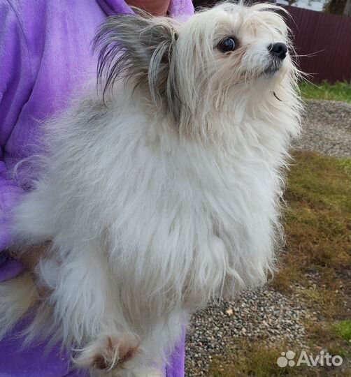 Шпиц+папильон