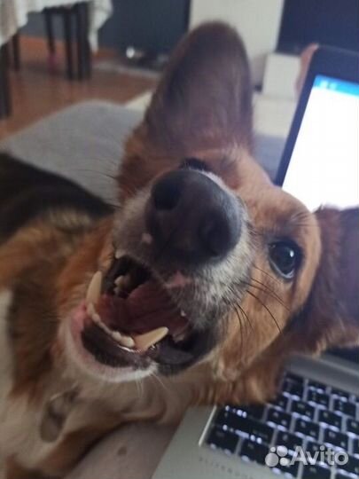 Метис корги Сью, 3 года. Ищет дом