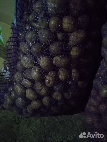 Картофель мелкий на корм скоту