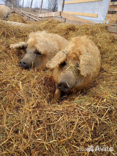 Венгерская Мангалица