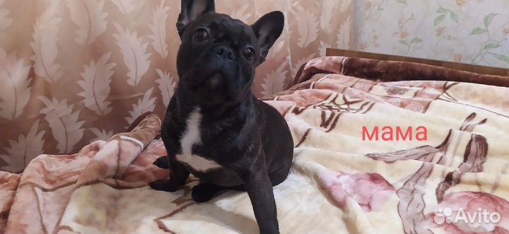 Собаки щенки бесплатно