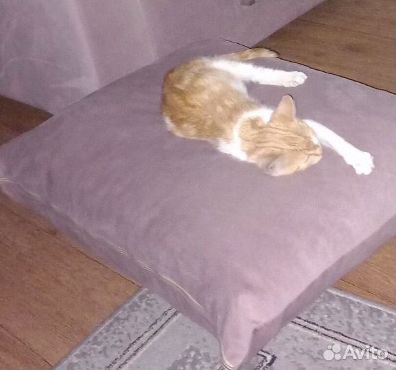 Рыжик котёнок