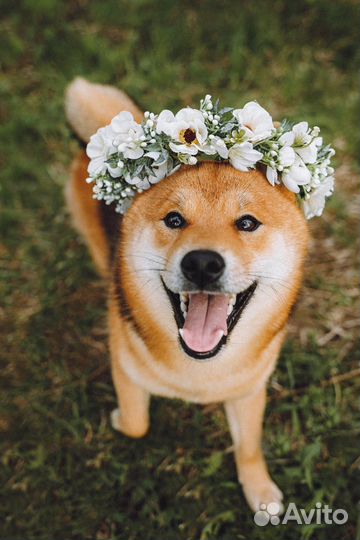 Вязка сиба ину кобель