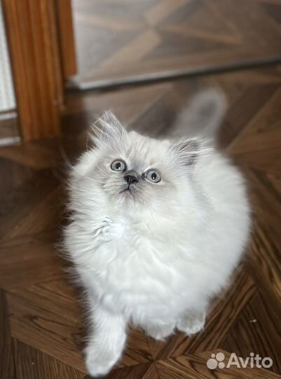 Шотландский кот