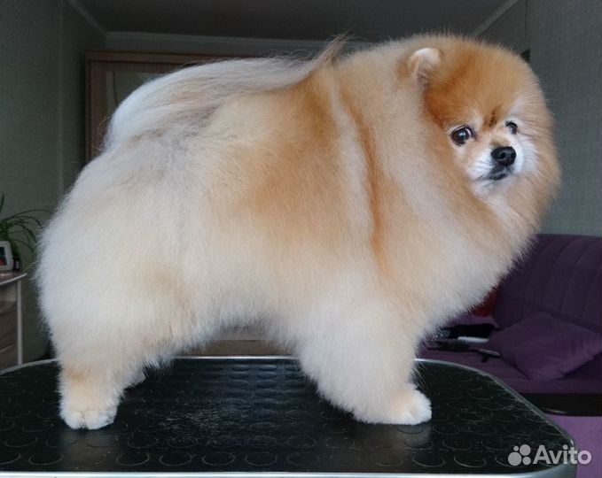 Груминг шпицев