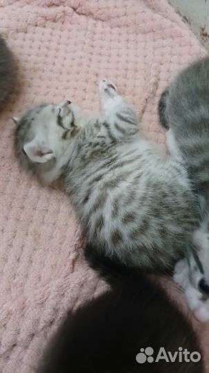 Котята в добрые руки даром бесплатно