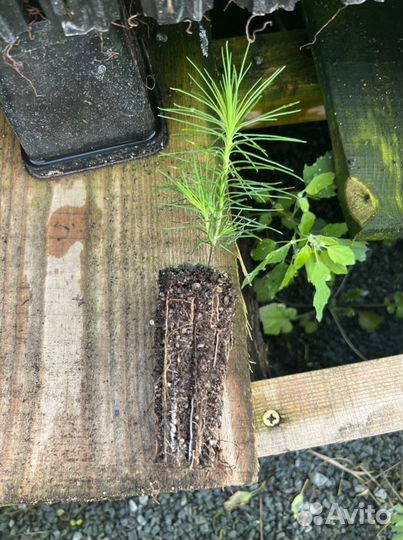 Сосна с зкс и окс сеянцы для Лесовосстановления