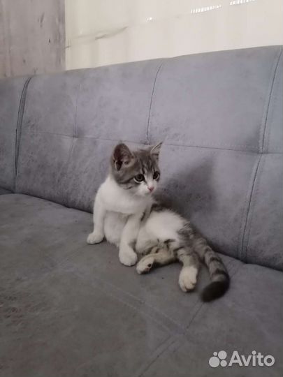 Кошка в дар бесплатно