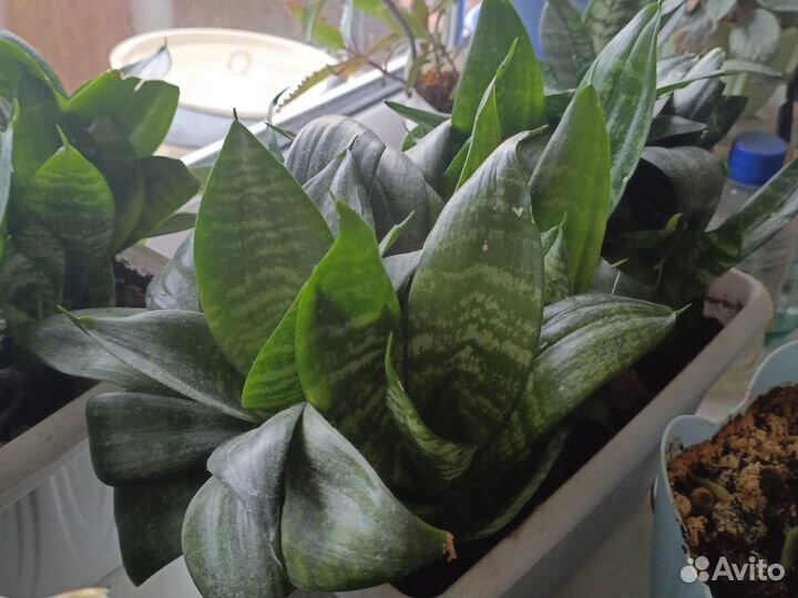 Сансевиерия ханни