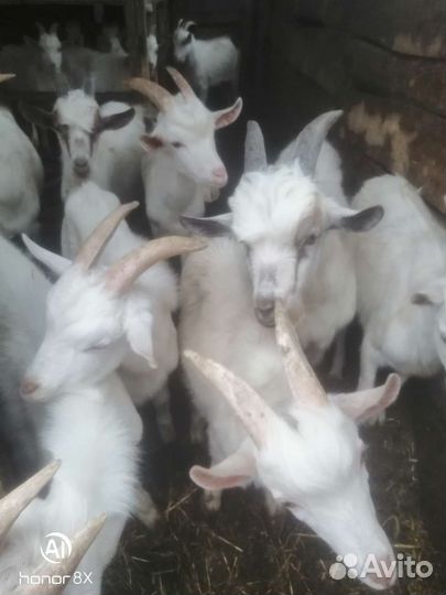Козы, козлы, козлята