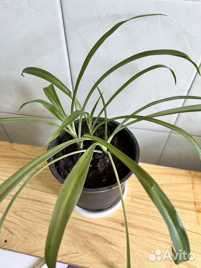 Цветок Хлорофитум молодой