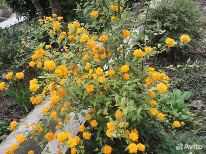 Фундук, керрия, спирея, лилейник,Сусак для водоёма