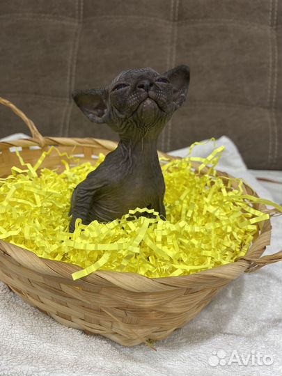 Канадский Сфинкс котенок