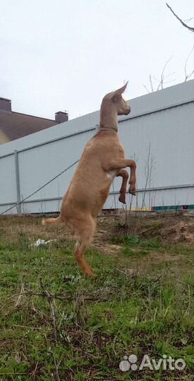 Козы и козлята